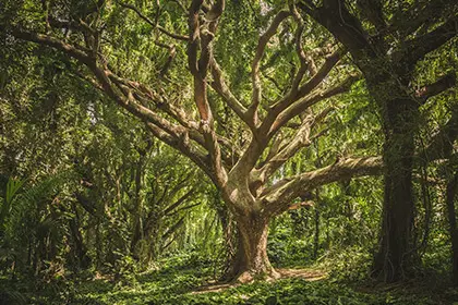 The Celtic Tree of Life: History And Meaning