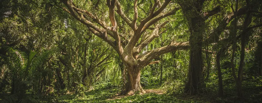 The Celtic Tree of Life: History And Meaning