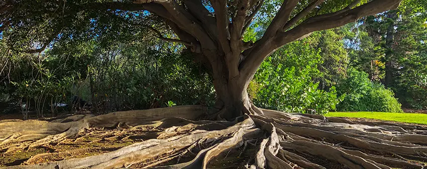 The Celtic Tree of Life: History And Meaning