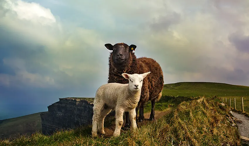 The Cliffs Of Moher